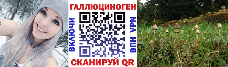 Галлюциногенные грибы Psilocybine cubensis  Кузнецк 